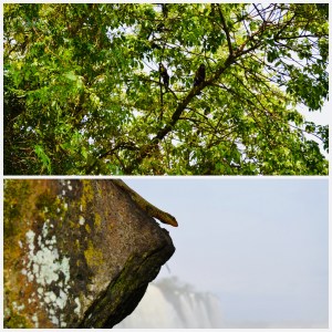 Biodiverse Iguaçu, Martin Haro